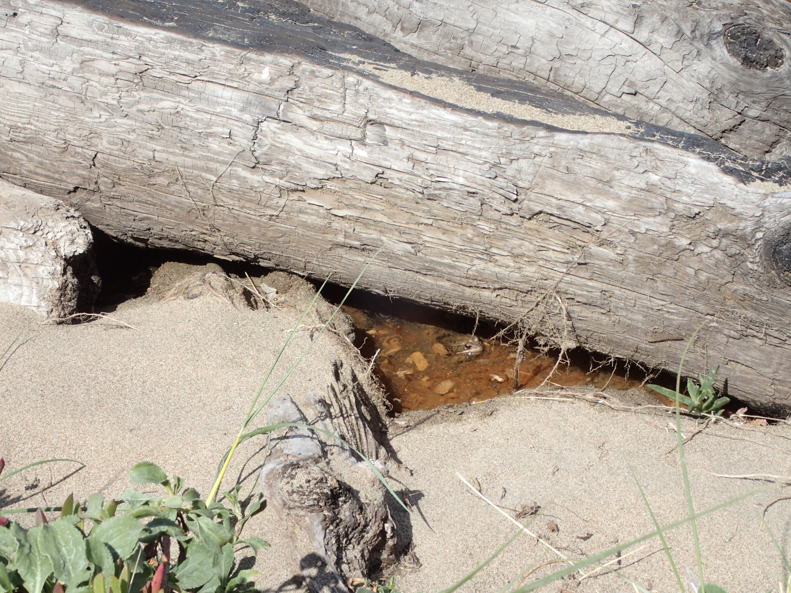 02 Rana draytonii sand log